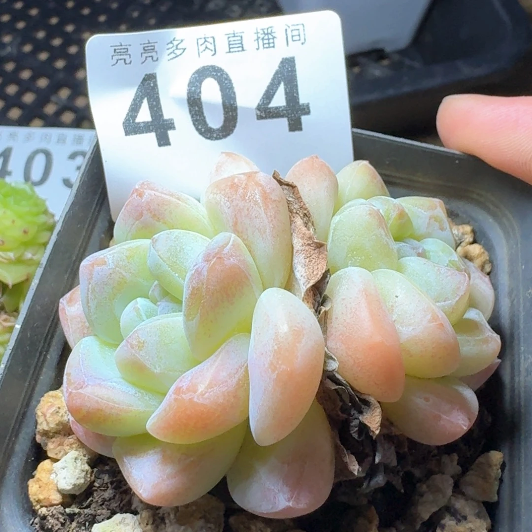下播福利拍够包邮发货