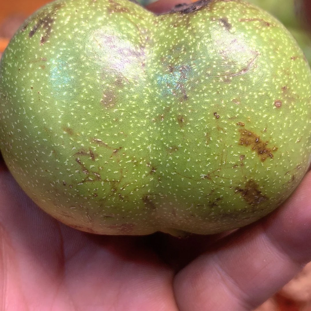 文玩核桃 青皮预制