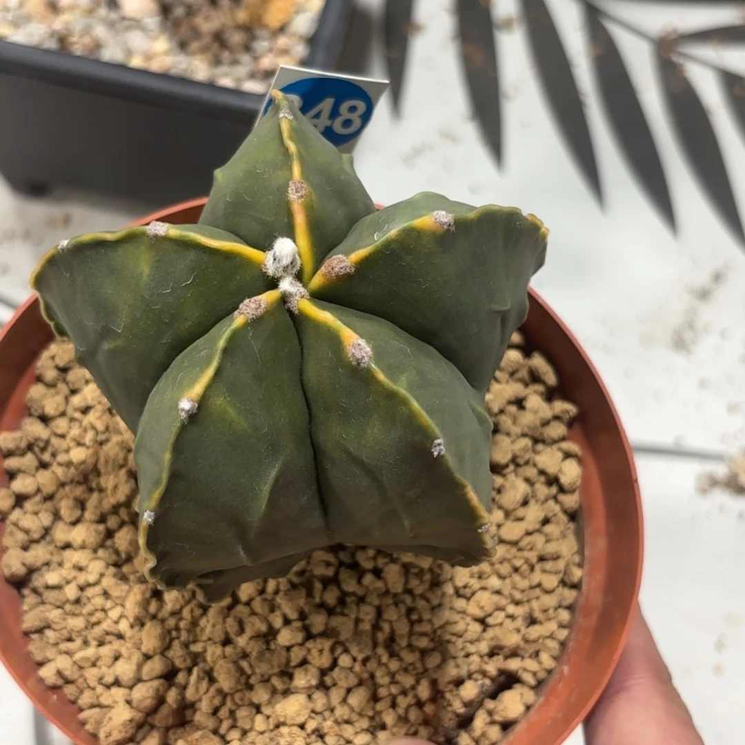 248实生黄体核桃鸾凤玉带盆带土