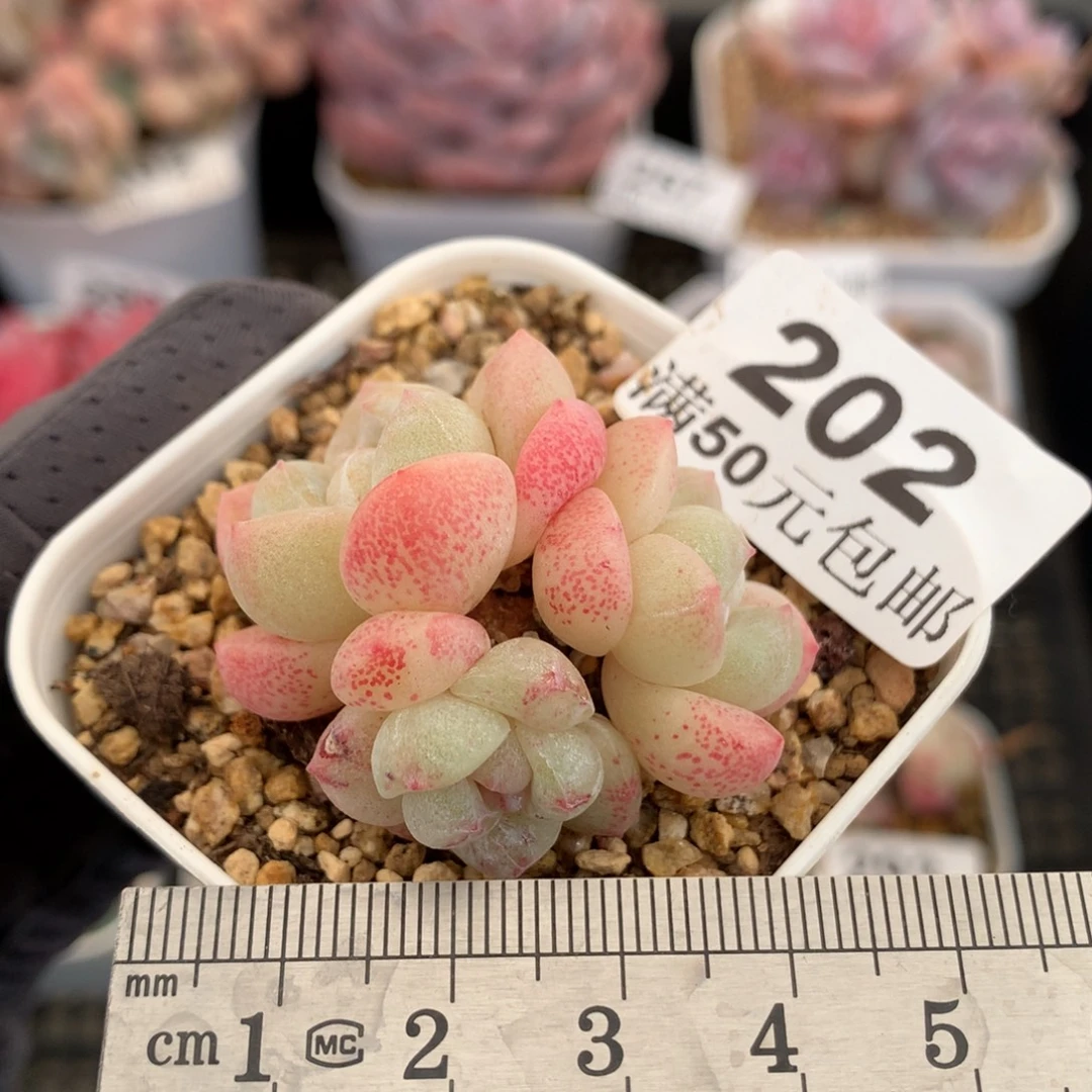 202。带石化头白底冰玉三头