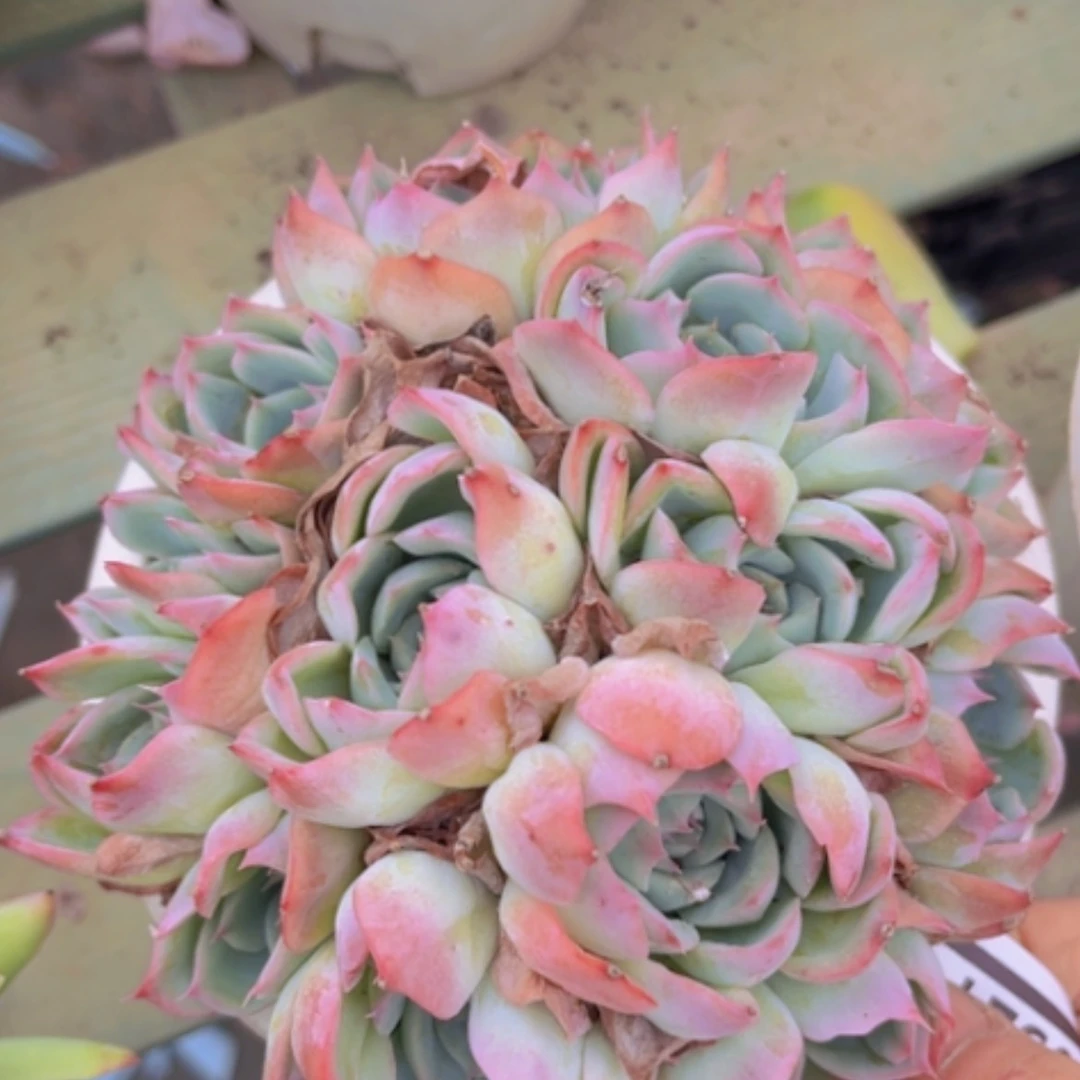 【闪购商品】侧影0321