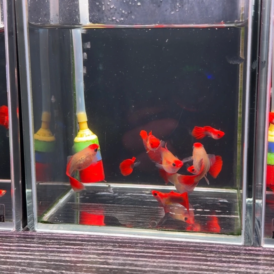 2-3厘米淡水公母搭配福利特价黄化深海蓝玻璃猫7➕2条备损