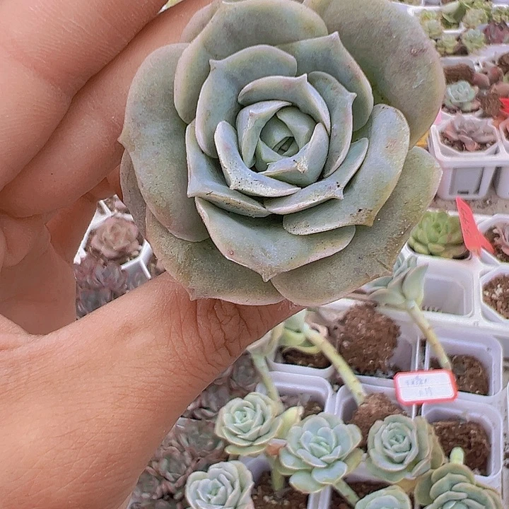 可爱玫瑰多肉19包邮