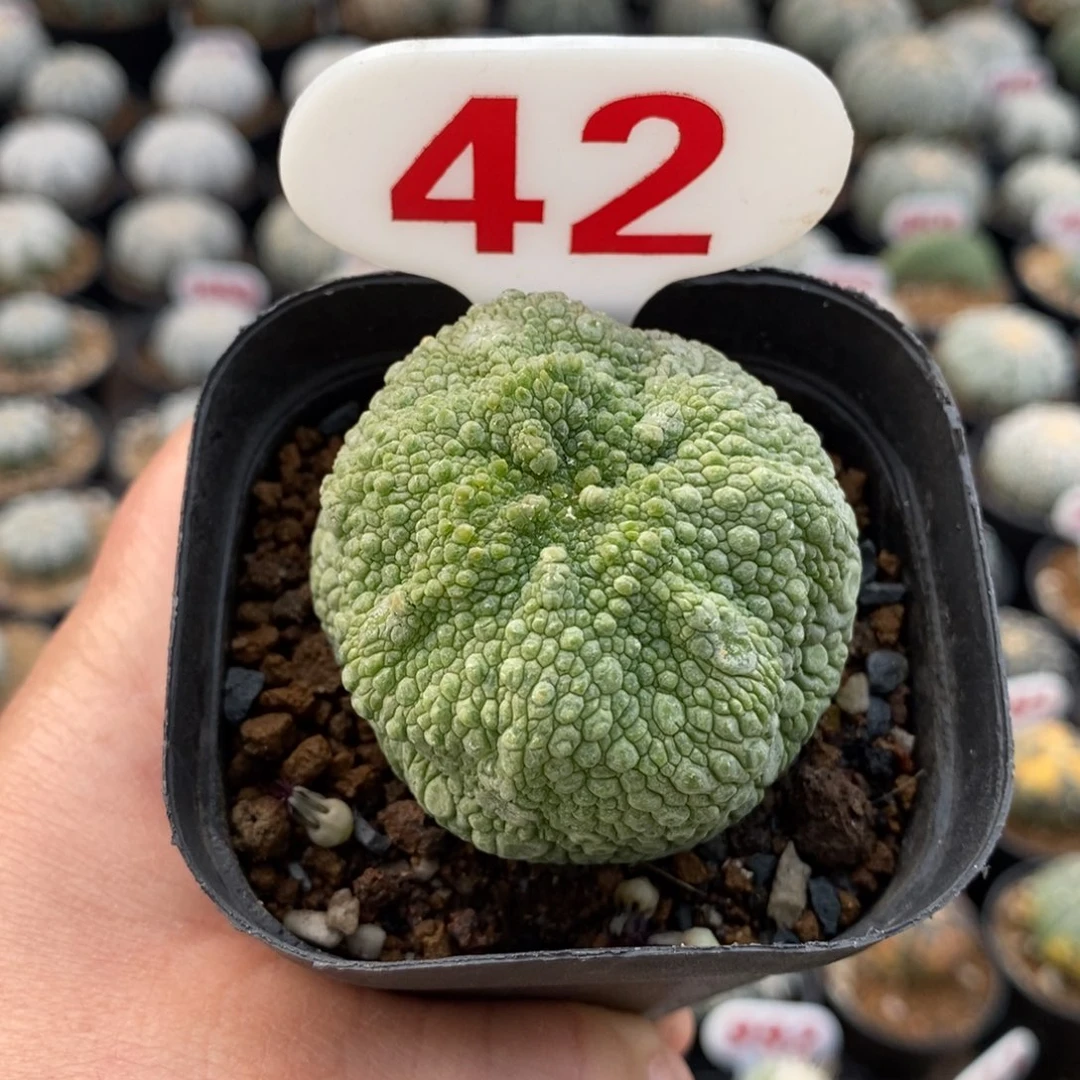 42凝体玉福利来啦