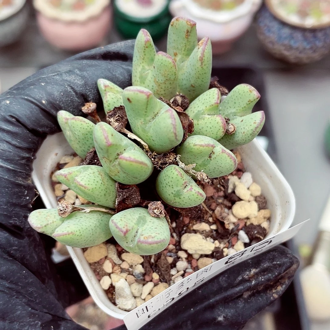 生石花满18包邮0925-86