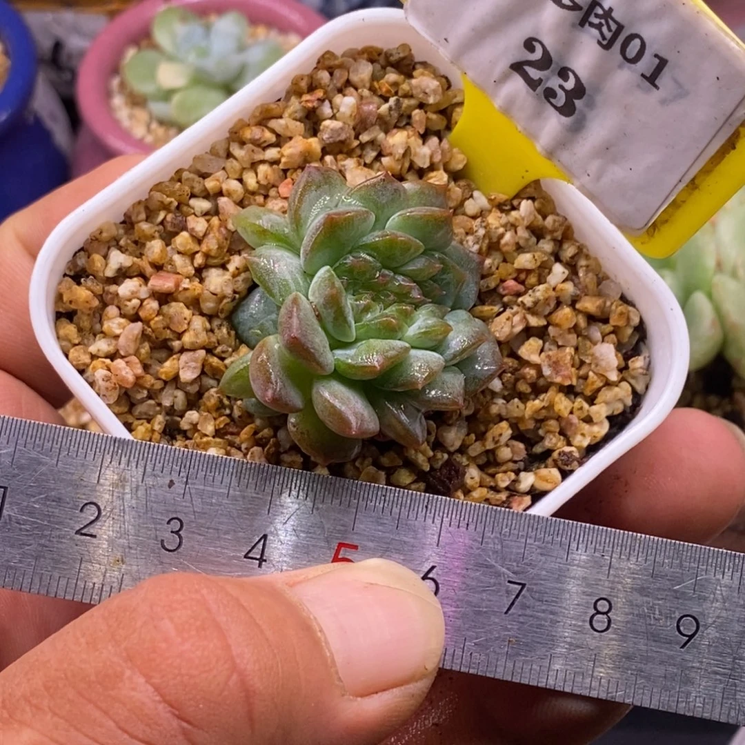 123精控冰魄缀多肉植物……