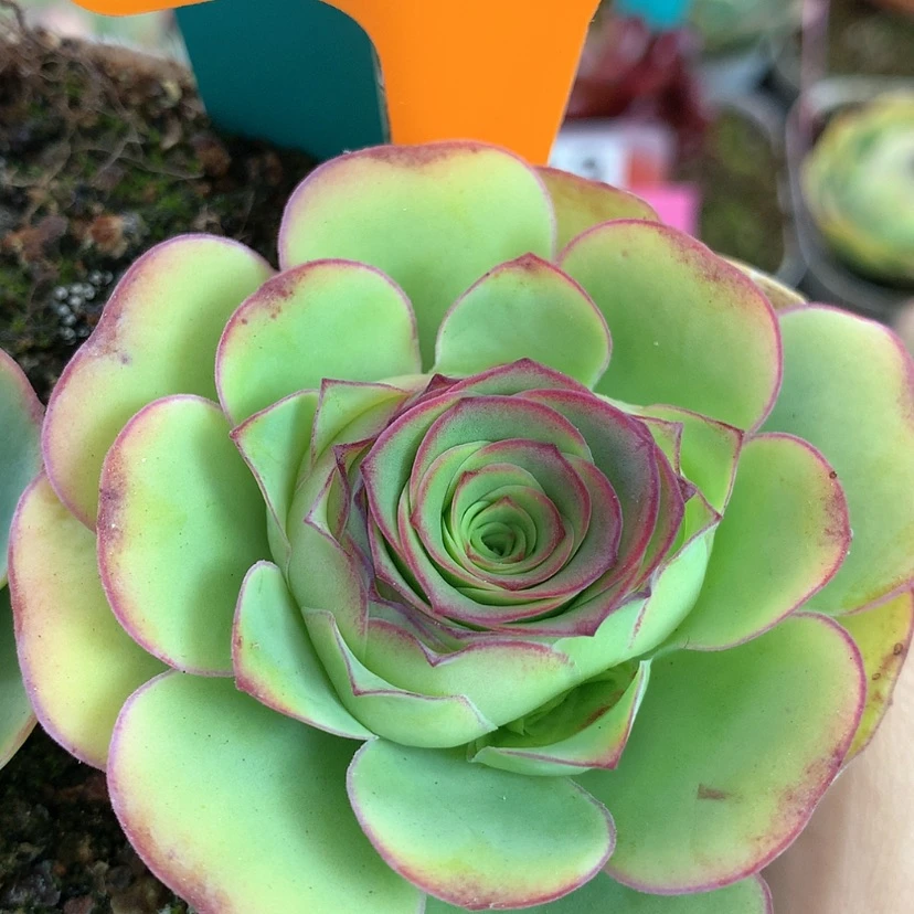 【闪购商品】yjj260