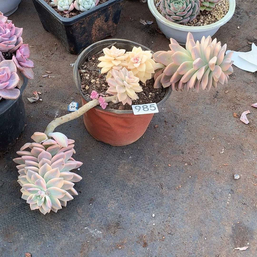 985淡雪锦 一物一拍