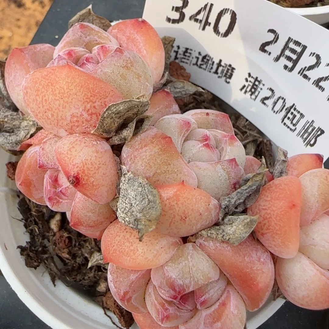 花语逸境0222-340
