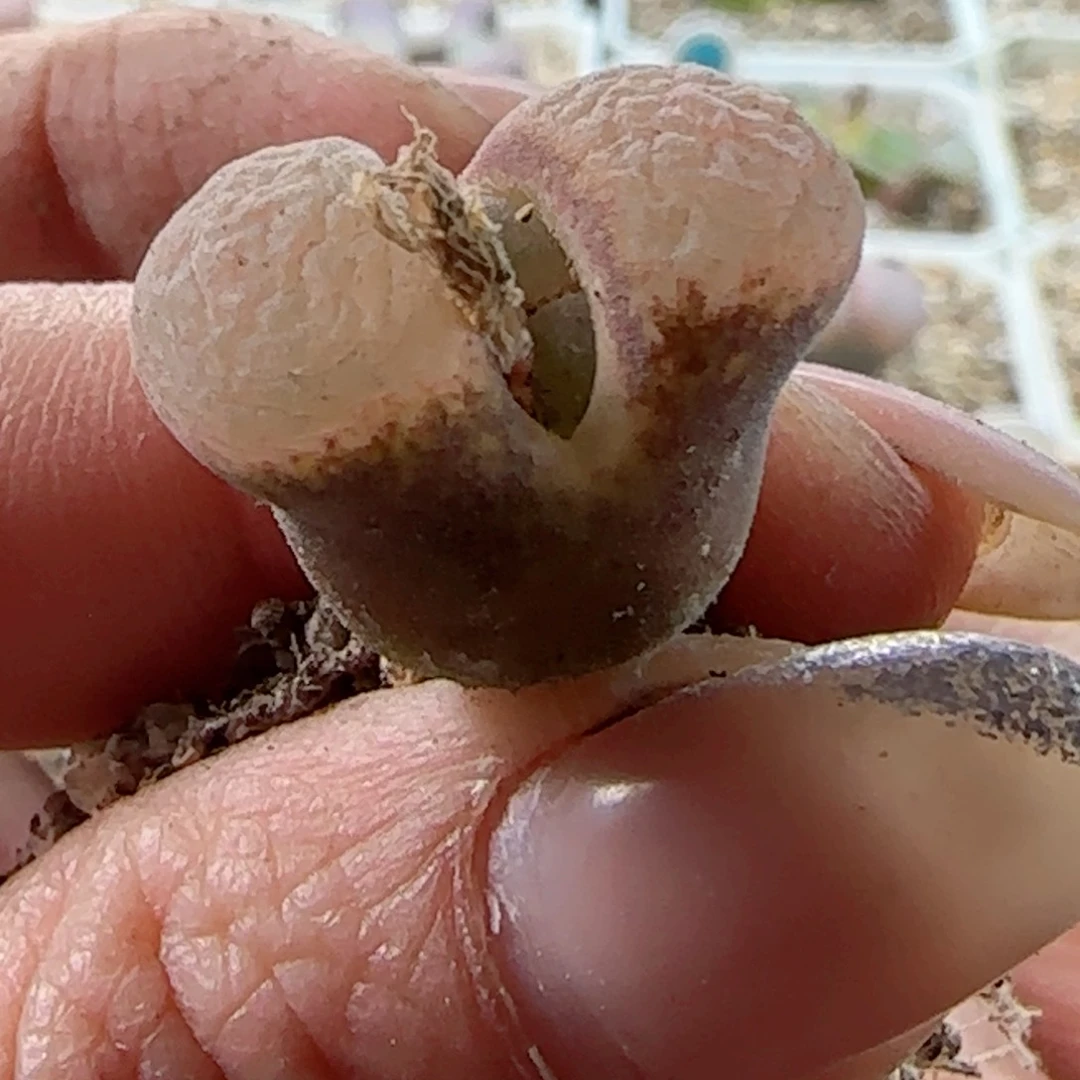 纳*4561111111风铃玉。