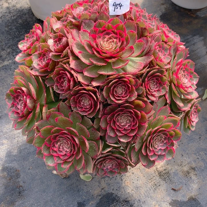 张*妹954粉花妖 夜宴精品法师