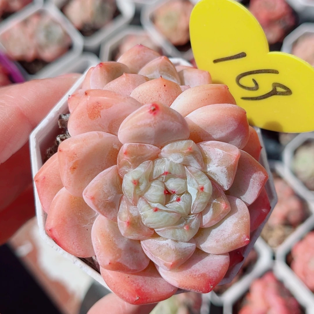 169号小老桩糖心双头