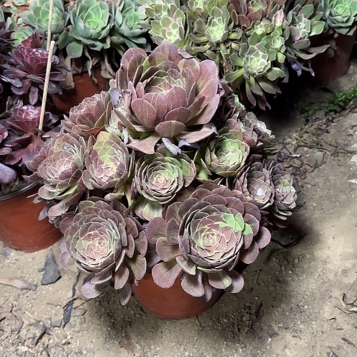 多肉植物花月夜23