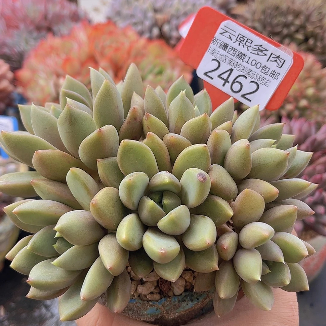 2462红象牙多肉植物