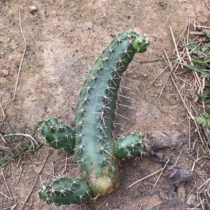 余****费美花角仙人球侧芽234