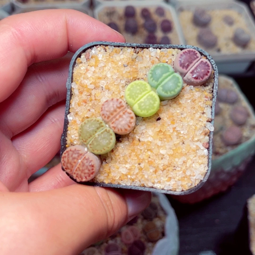 20号带盆包邮发货