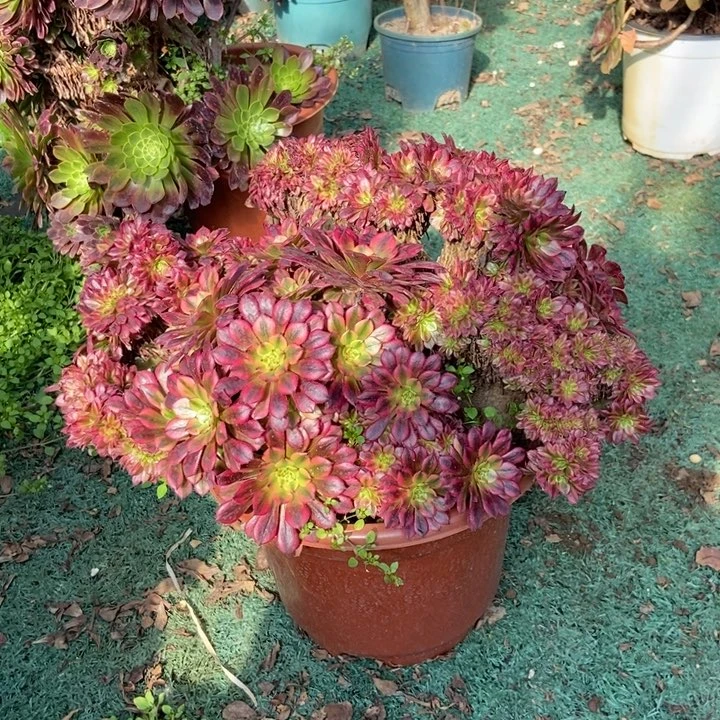 兔**?671祝融缀化老桩