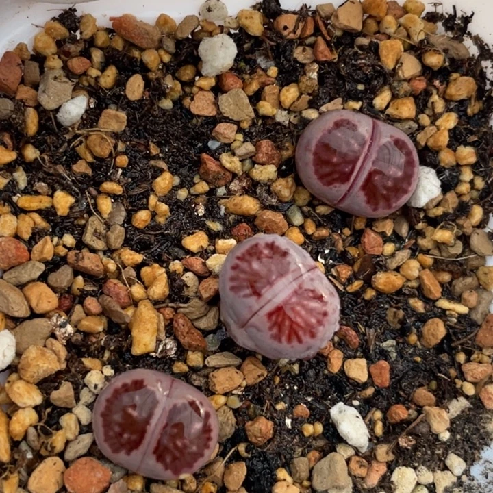 566紫菊带盆lllll