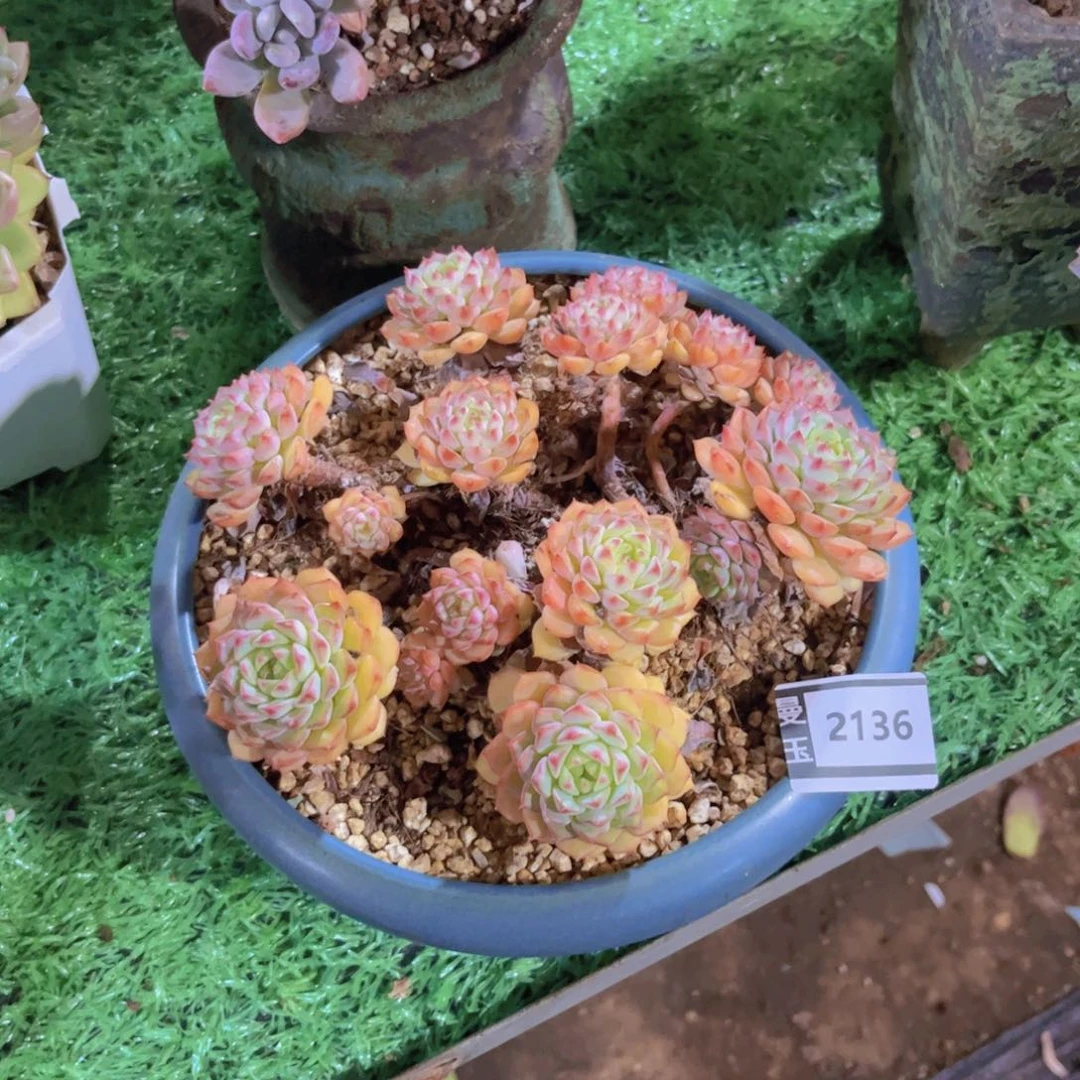 熊猫脸多肉植物2136
