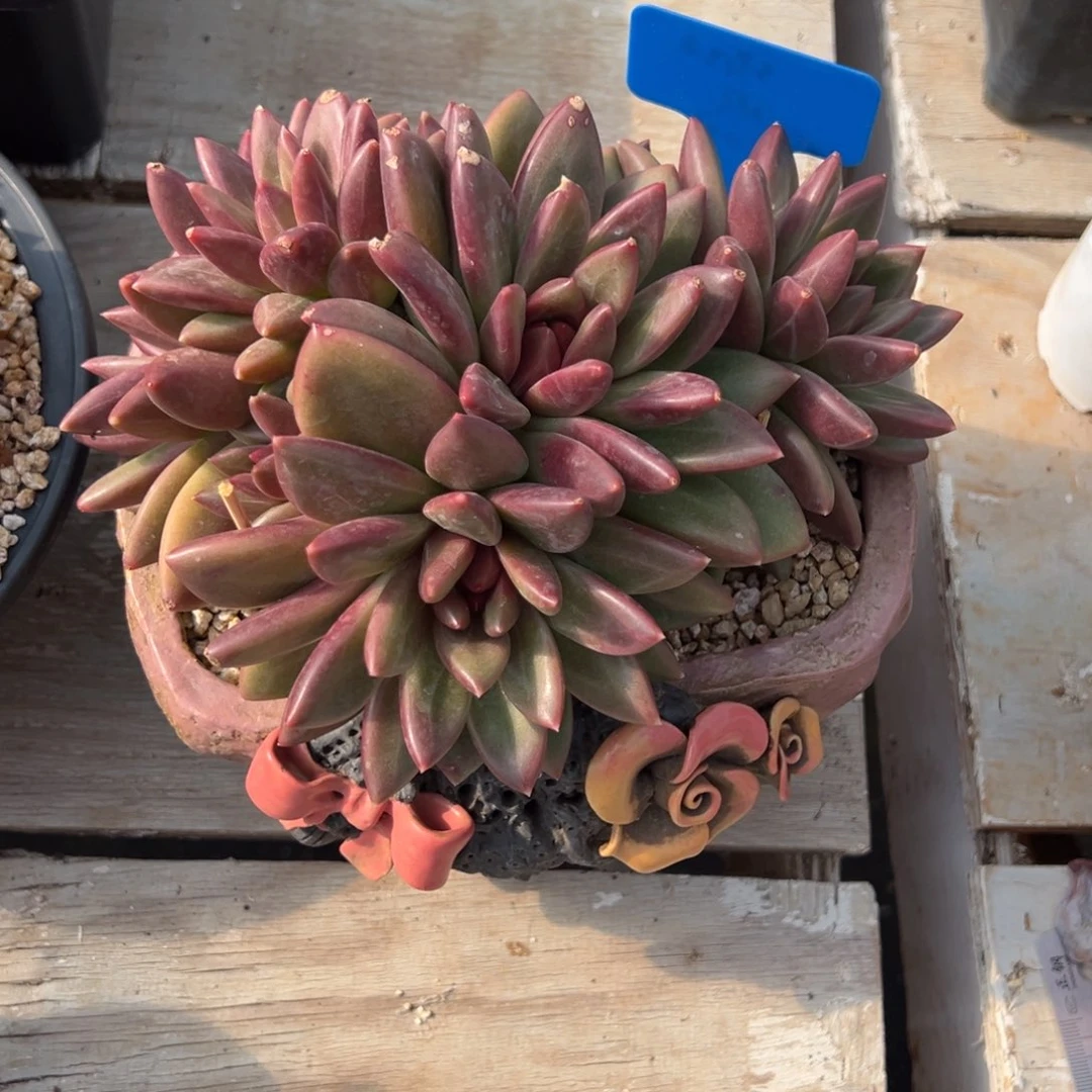 蜻***水迷雾泡泡美人一物一拍