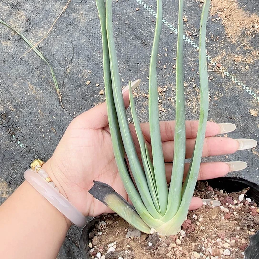 多肉植物折扇芦荟