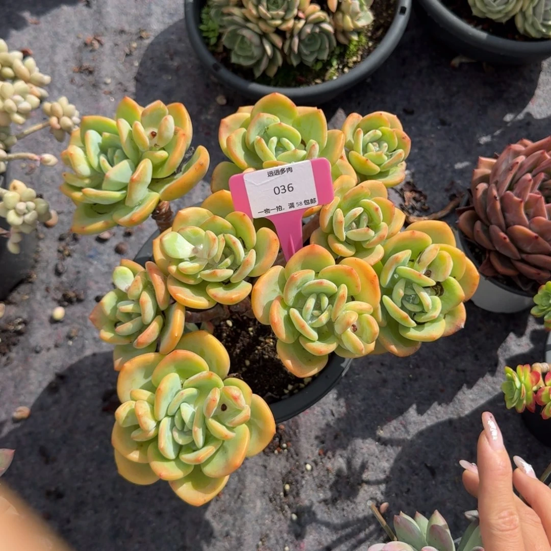 036白月光肉肉肉肉肉