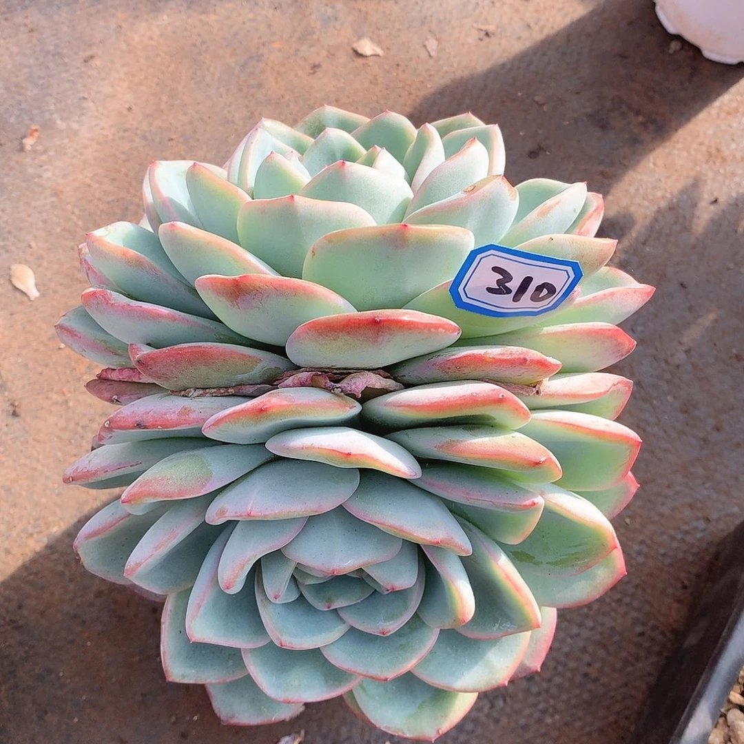 310泡芙一物一拍多肉