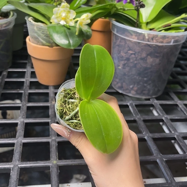 北***光蓝路德蝴蝶兰1.7牛牛牛