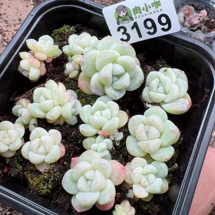 多肉植物多肉植物