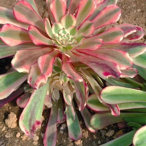 幸**玲159铜壶白多肉植物