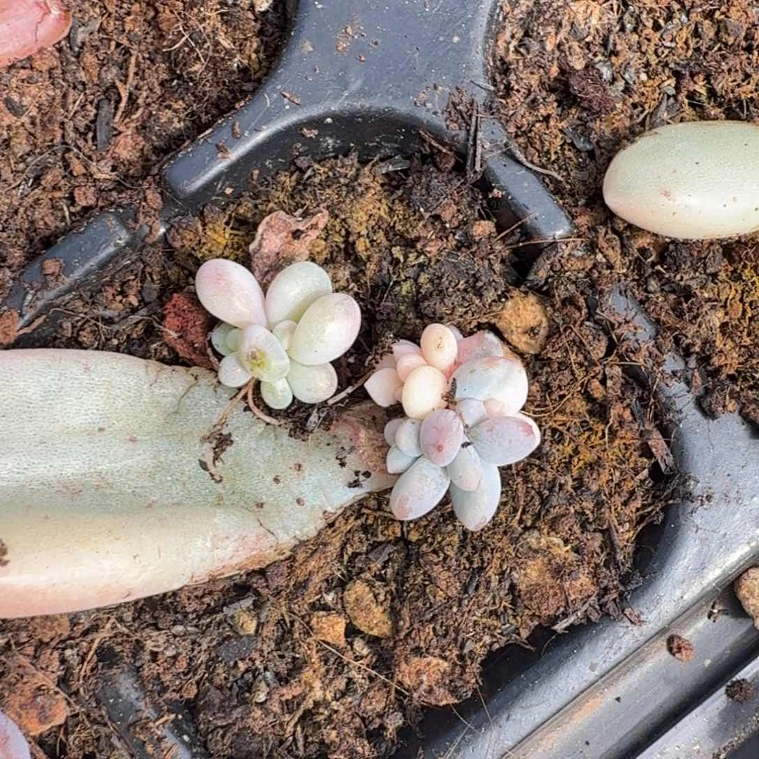 谈单锦一组的推进