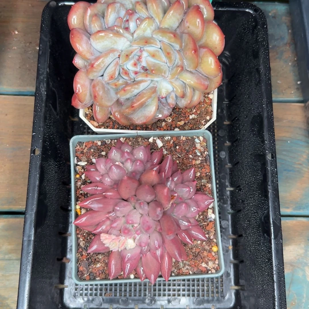 多肉精选编号0121.271