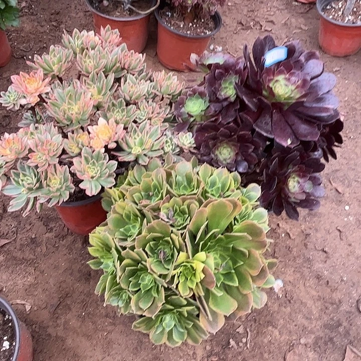 167多肉植物瑕疵特价，