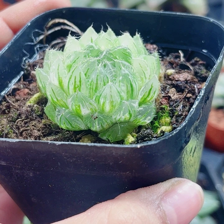 十二卷 翠云冰灯锦