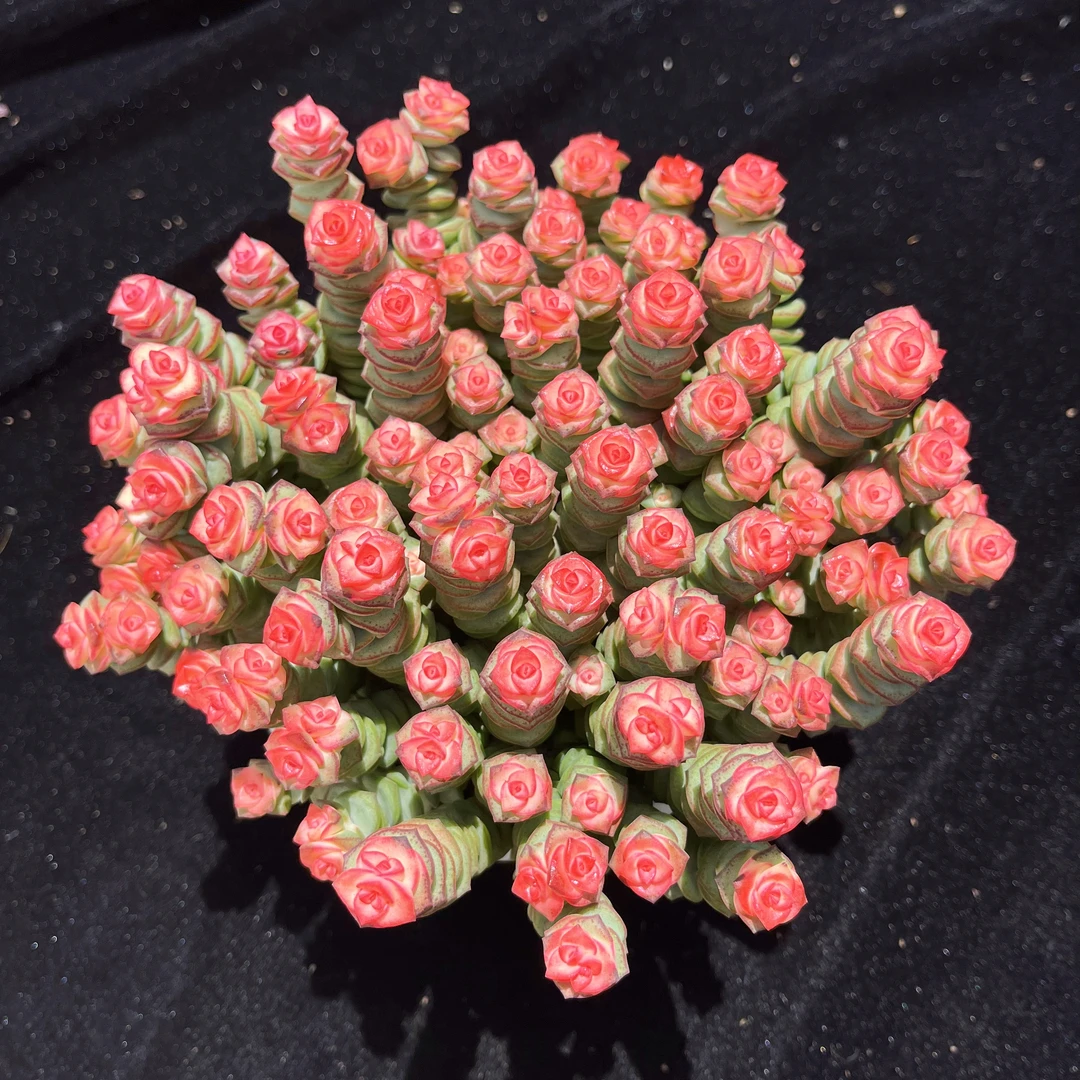 A级钱串串绿植花卉多肉植物室内外前台桌面放松好物盆栽带盆带土