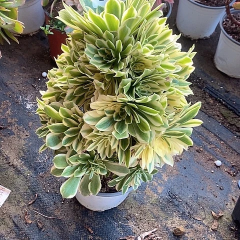 325芳华多肉法师锦处理