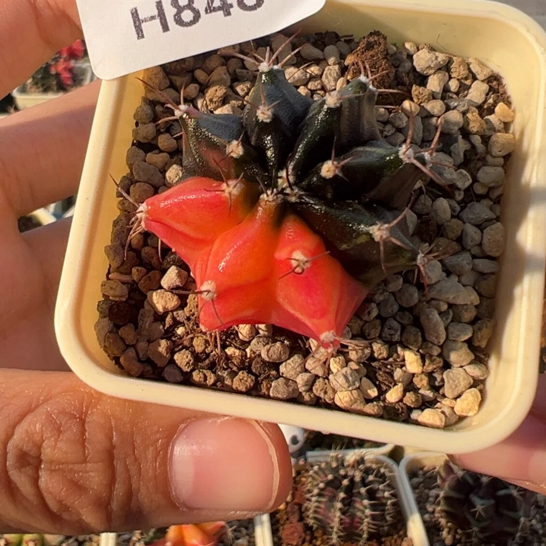 848 好看的米哈冲冲冲
