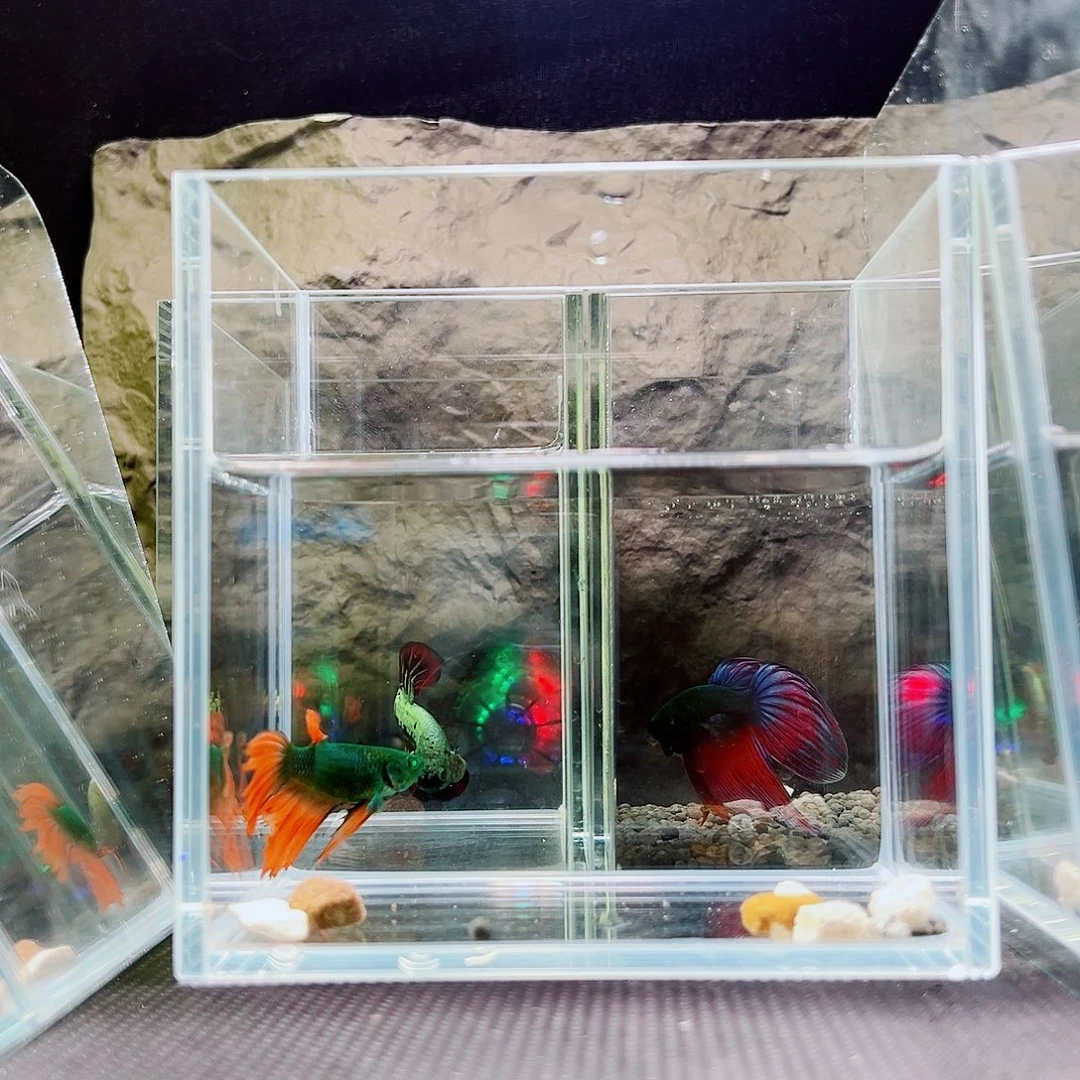 海胆精品精品精品精品精品