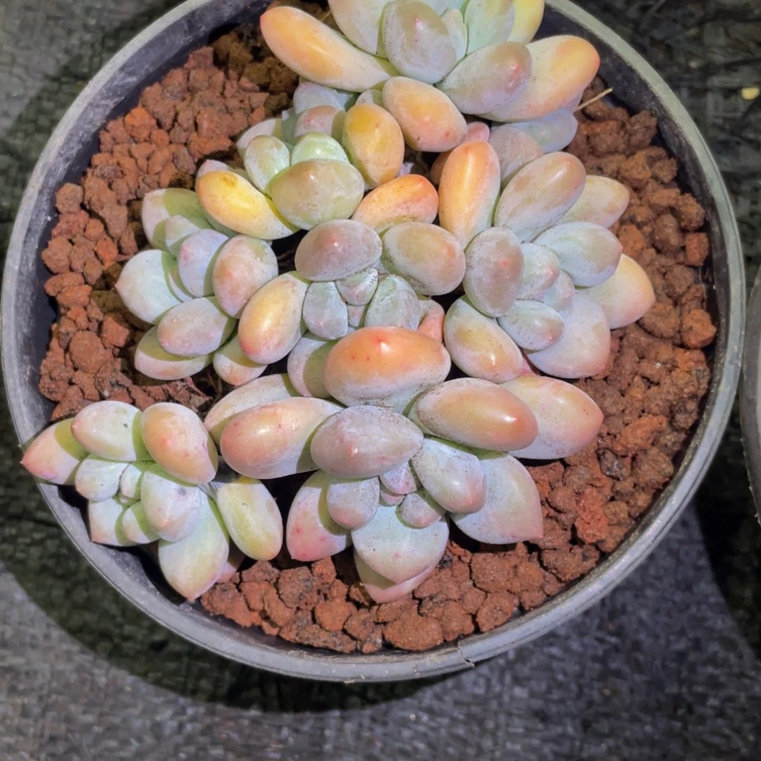 梅***子多肉植物盆栽多肉植物多肉植物