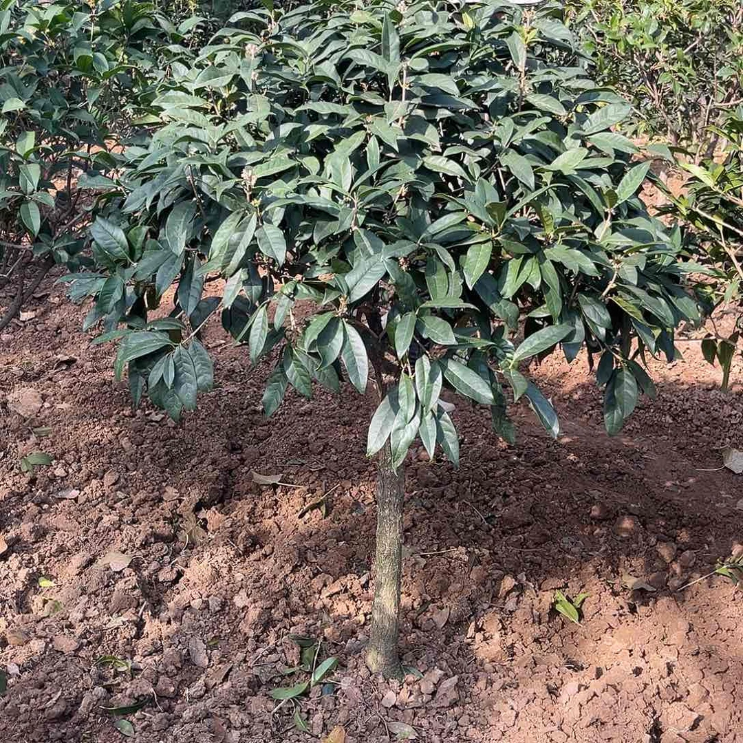 当前无花栽培后可以开花万****人