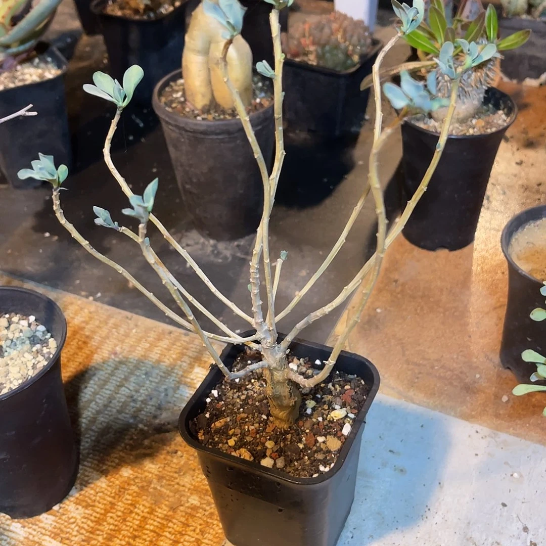 实生厚敦菊一物一拍
