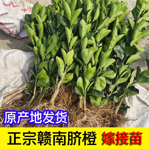 江西赣南脐橙苗 嫁接苗纽荷尔橙子树苗现挖现发南北方种植橙子苗