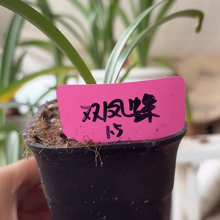 无花朵双凤蝶朱顶红直径1.5