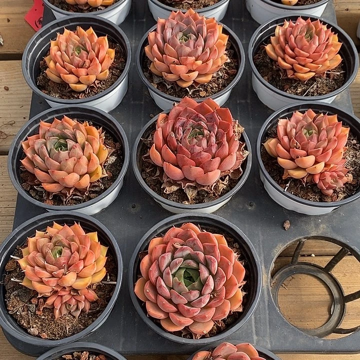 小单头浪漫。福利多多