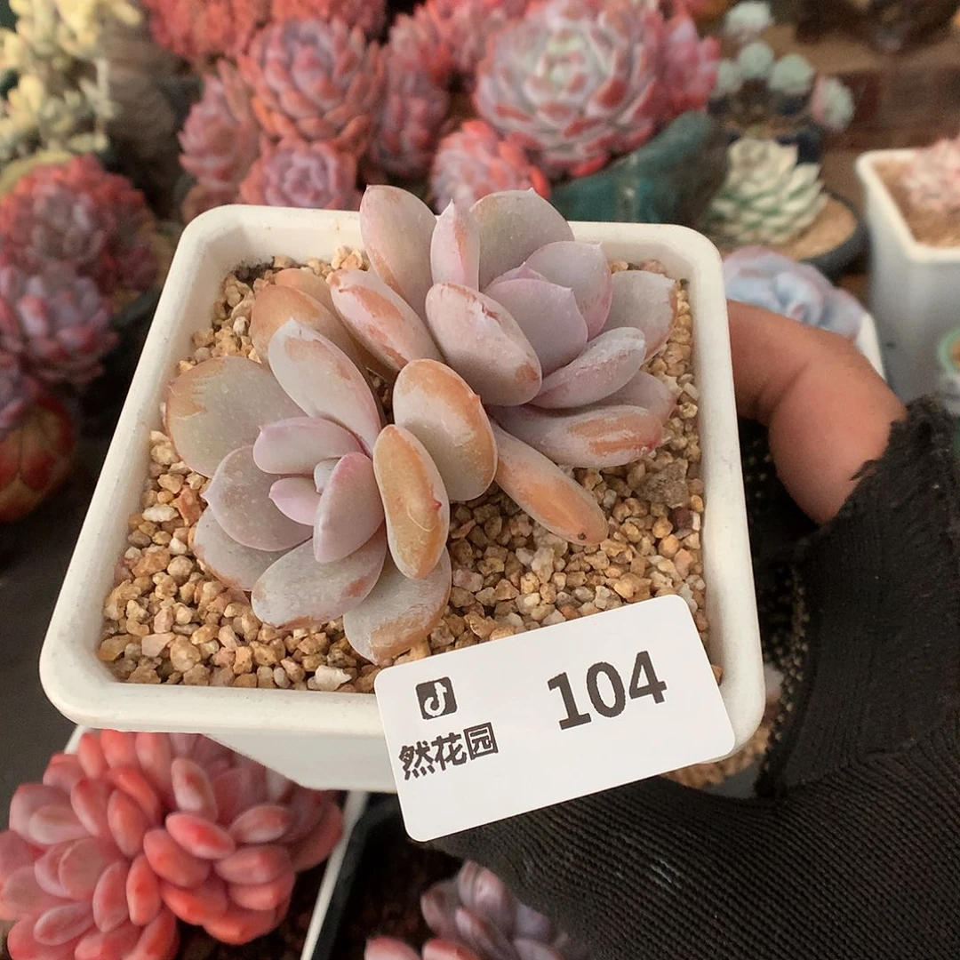 104奶茶多肉植物66666