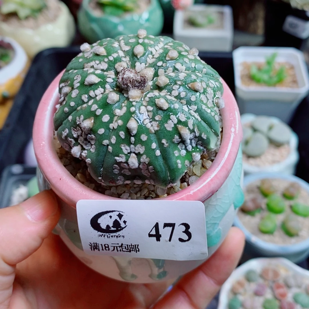 生石花花花哈哈哈哈哈哈473
