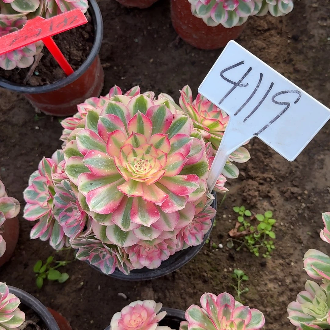 4119倾城多肉法师多肉