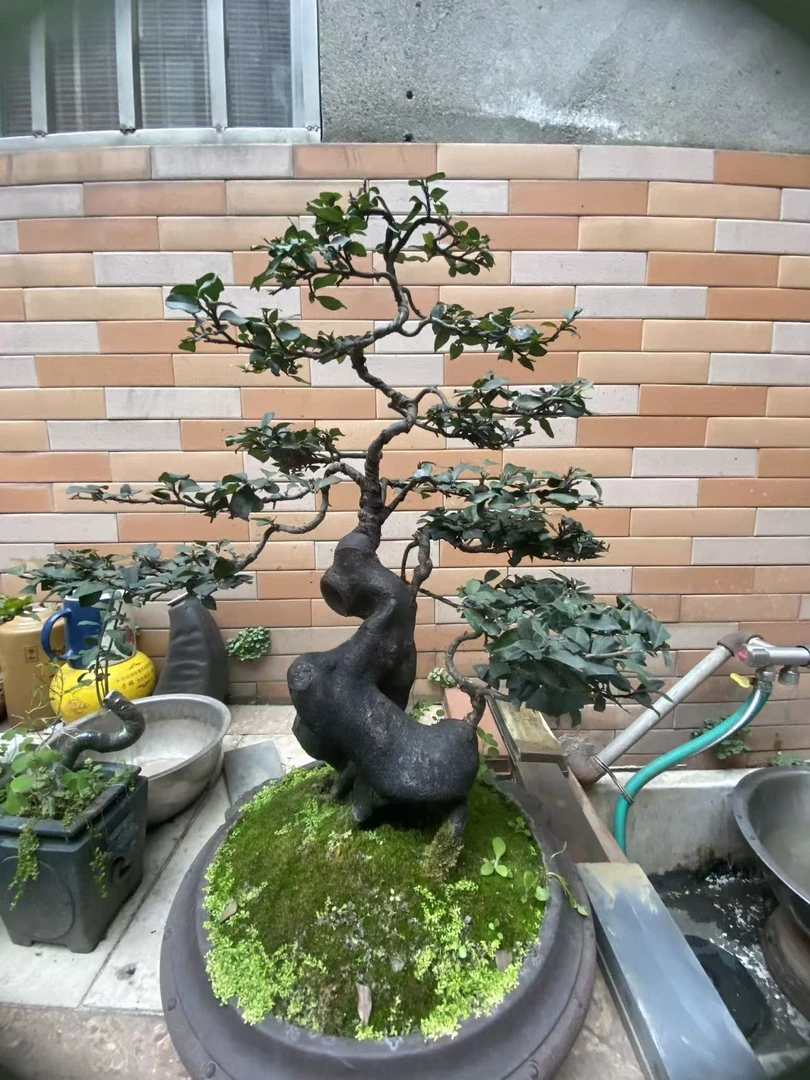 金弹子素材盆景直播间请勿私拍一物一拍