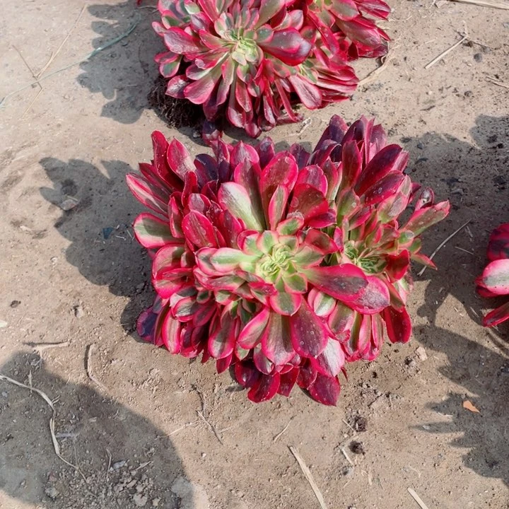 美杜莎缀化12号棚