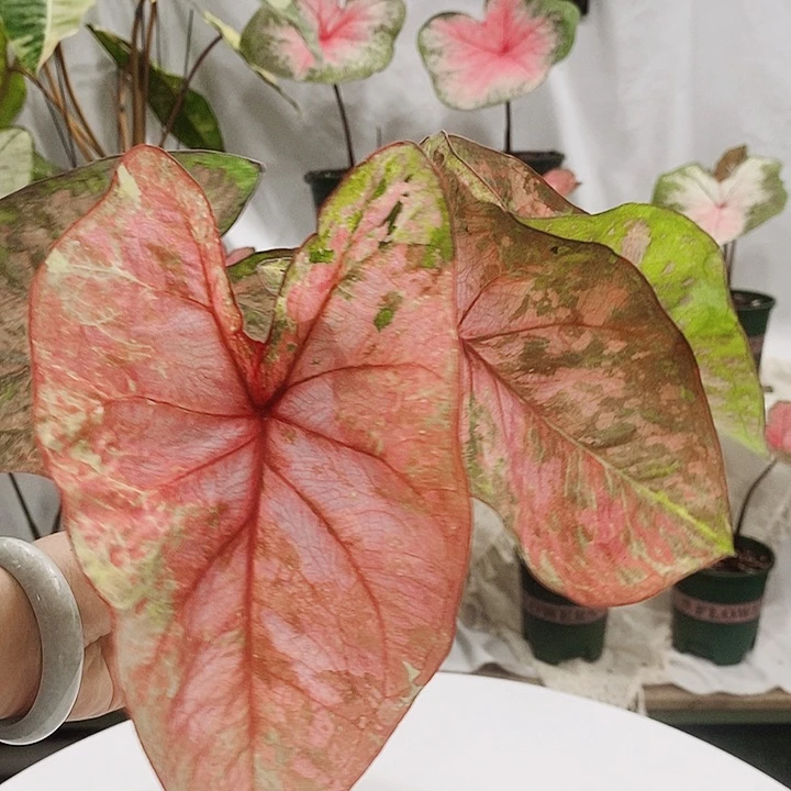 完全开放07—-0508